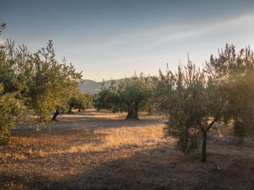 Coucher de soleil dans les oliviers
