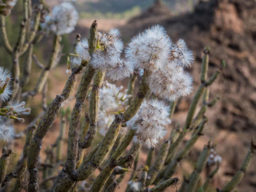 Gran Canaria, en van