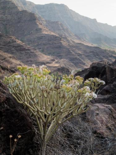 Gran Canaria, en van