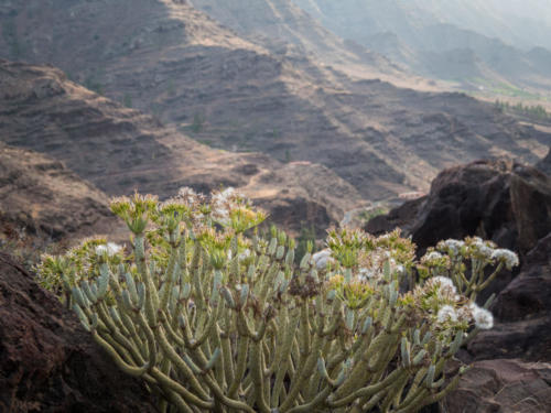 Gran Canaria, en van