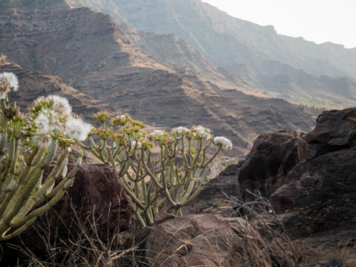 Gran Canaria, en van