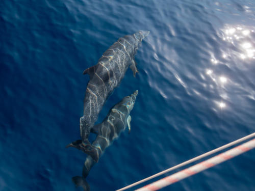 Premiers dauphins !