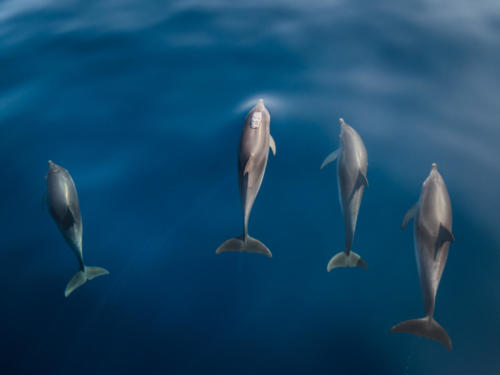 Deuxièmes dauphins !