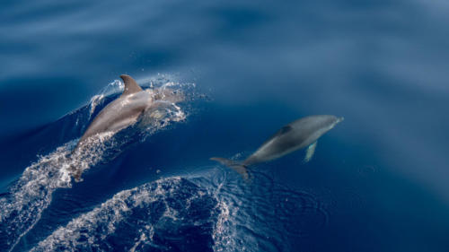 Deuxièmes dauphins !