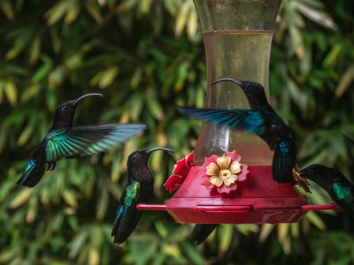 Colibris, Jardin de Balata, Mq