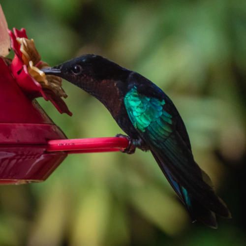 Colibris, Jardin de Balata, Mq