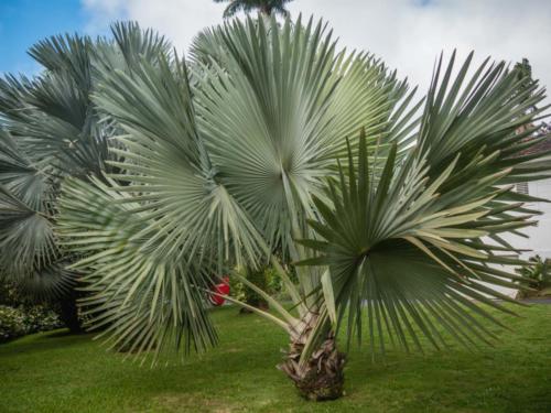 Jardin de Balata, Mq