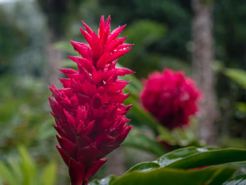 Jardin de Balata, Mq