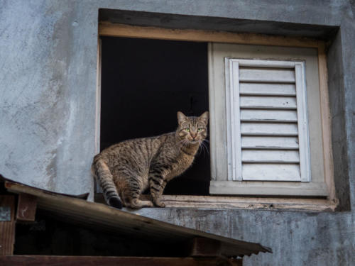 Chats de Case-Pilote, Mq