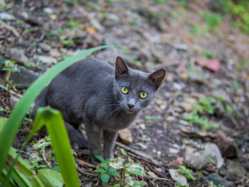 Chats de Case-Pilote, Mq