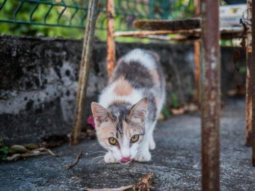 Chats de Case-Pilote, Mq