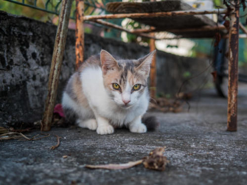 Chats de Case-Pilote, Mq