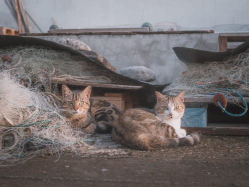 Chats de Case-Pilote, Mq