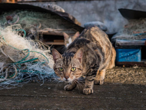 Chats de Case-Pilote, Mq