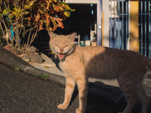 Chats de Case-Pilote, Mq