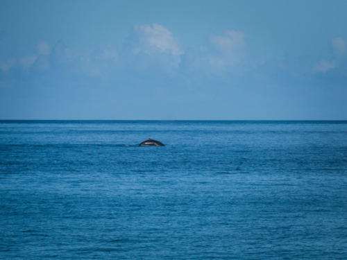 Baleines à Grande Anse !!