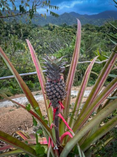 Parc national de Tayrona