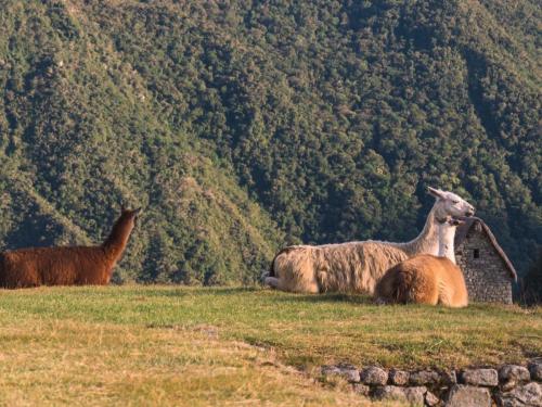 Machu Picchu